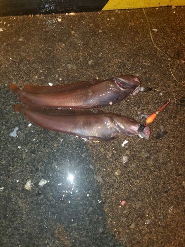 ウミタナゴの釣果