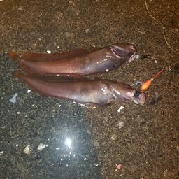 ウミタナゴ