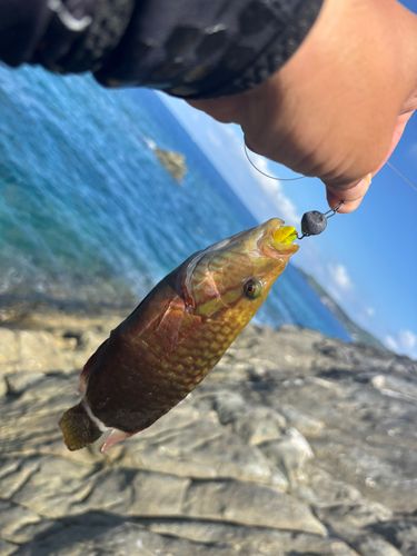 釣果