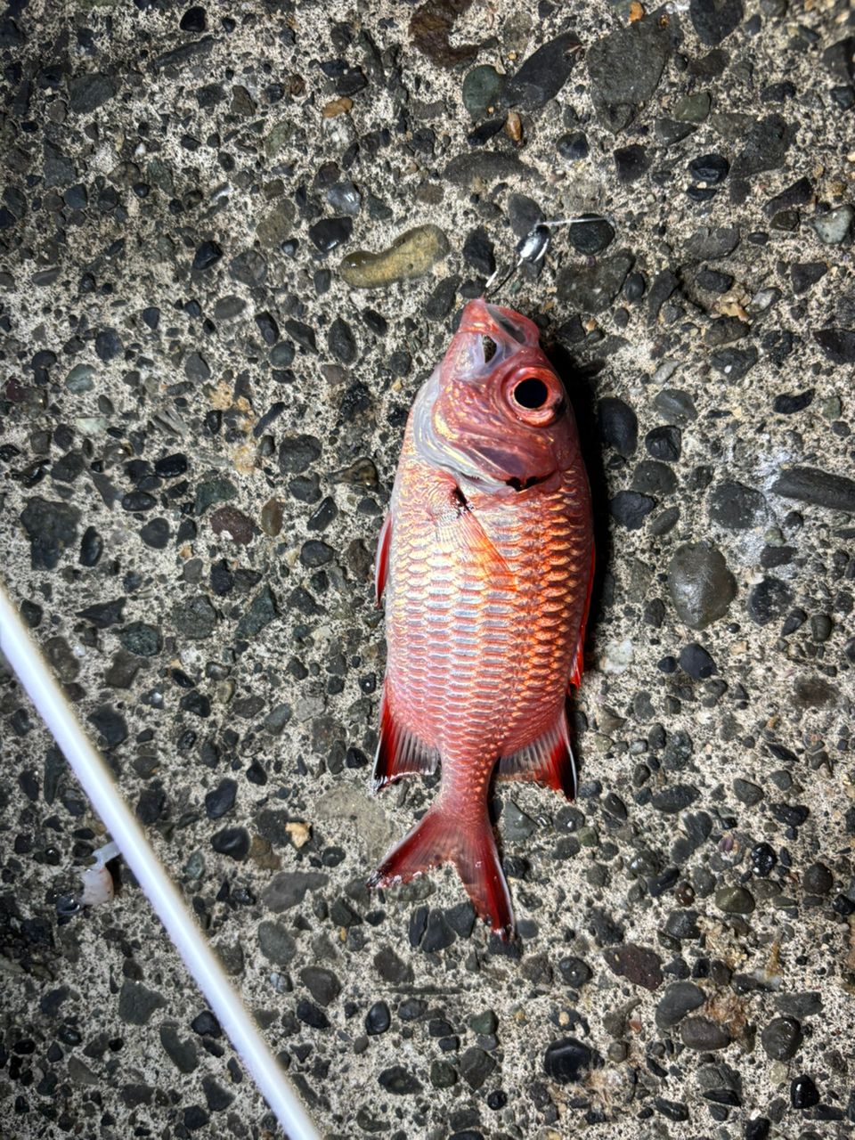 アカマツカサ