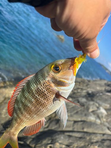 釣果