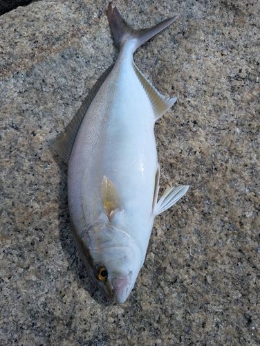 ネリゴの釣果