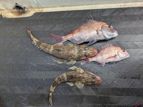 マダイの釣果