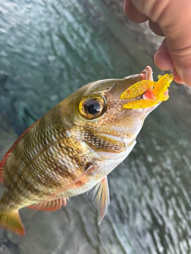 釣果