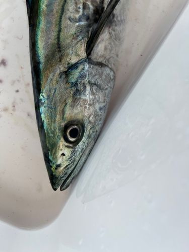 サゴシの釣果