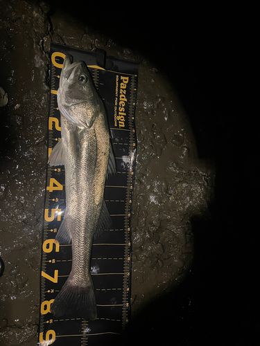 スズキの釣果