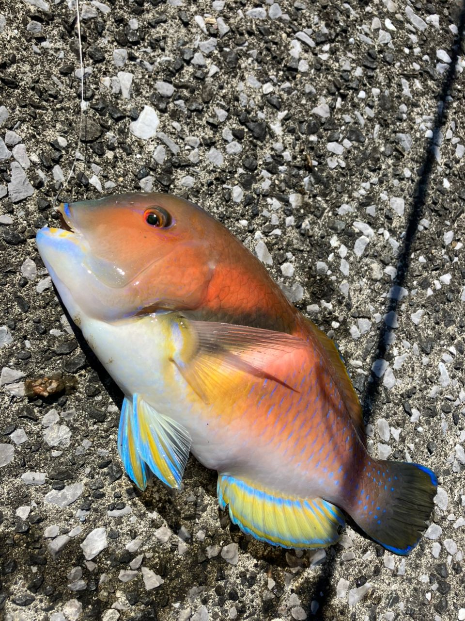 JUMPRIZE オールウェイク 99モンスターバトルの最安値・インプレ・釣果