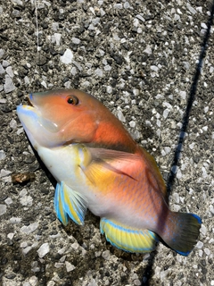イラの釣果