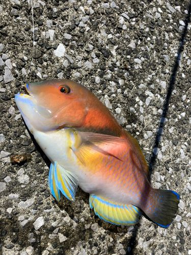 イラの釣果