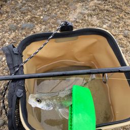 セイゴ（マルスズキ）