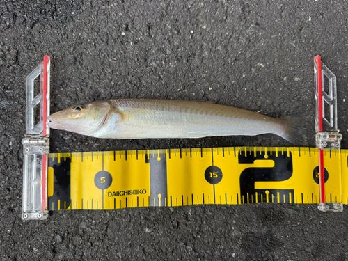 キスの釣果