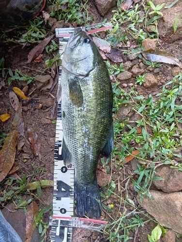 ブラックバスの釣果