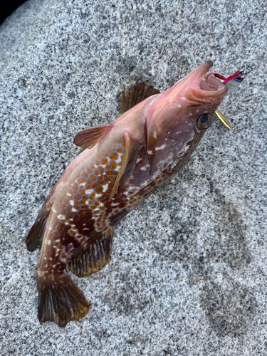 キジハタの釣果