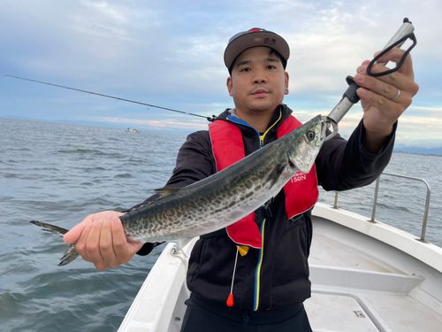 サゴシの釣果