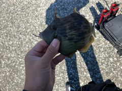 カワハギの釣果