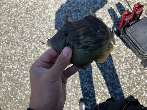 カワハギの釣果