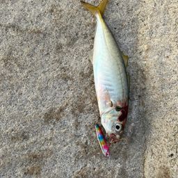 アジ