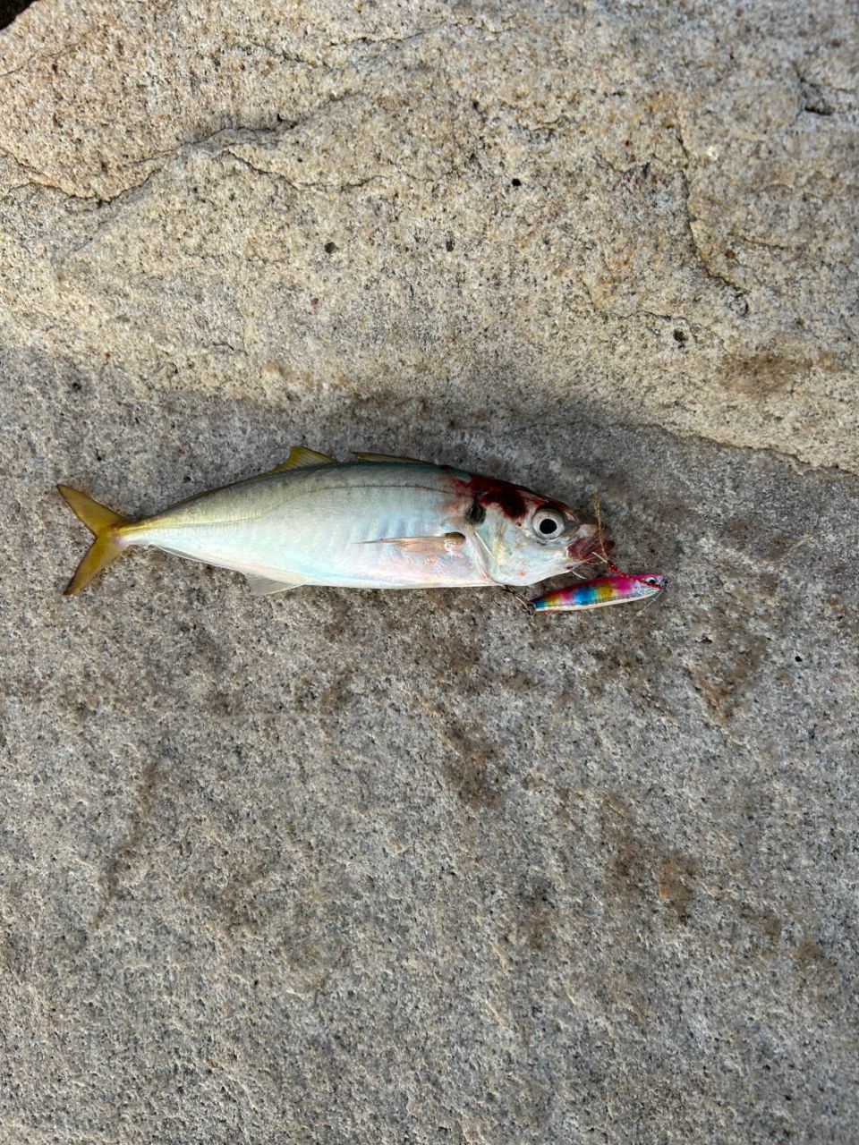 アジ