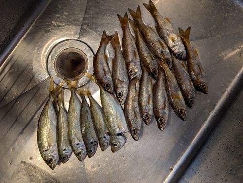 アジの釣果