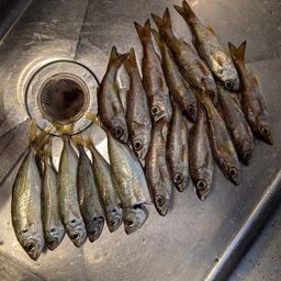 アジ