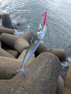 サゴシの釣果