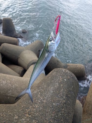 サゴシの釣果