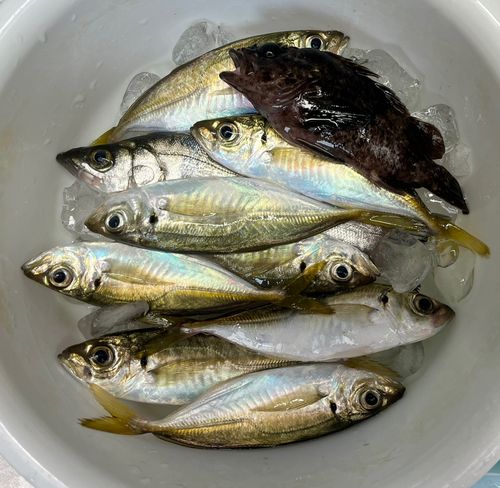 アジの釣果