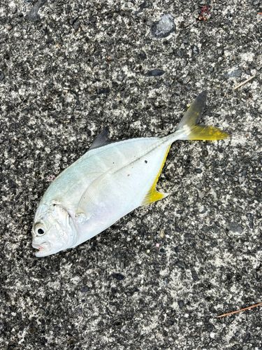 ギンガメアジの釣果