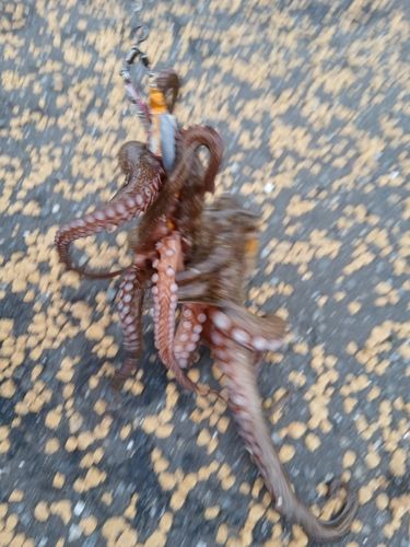 マダコの釣果