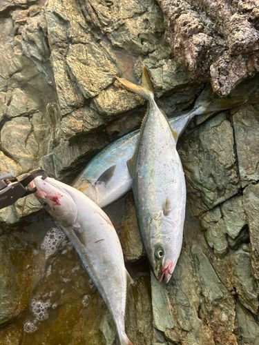 ハマチの釣果