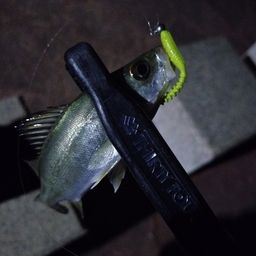 マダイ