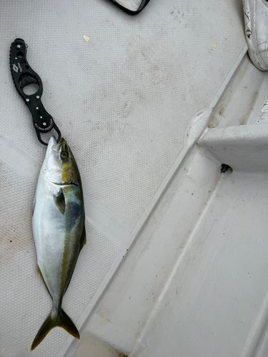 ハマチの釣果