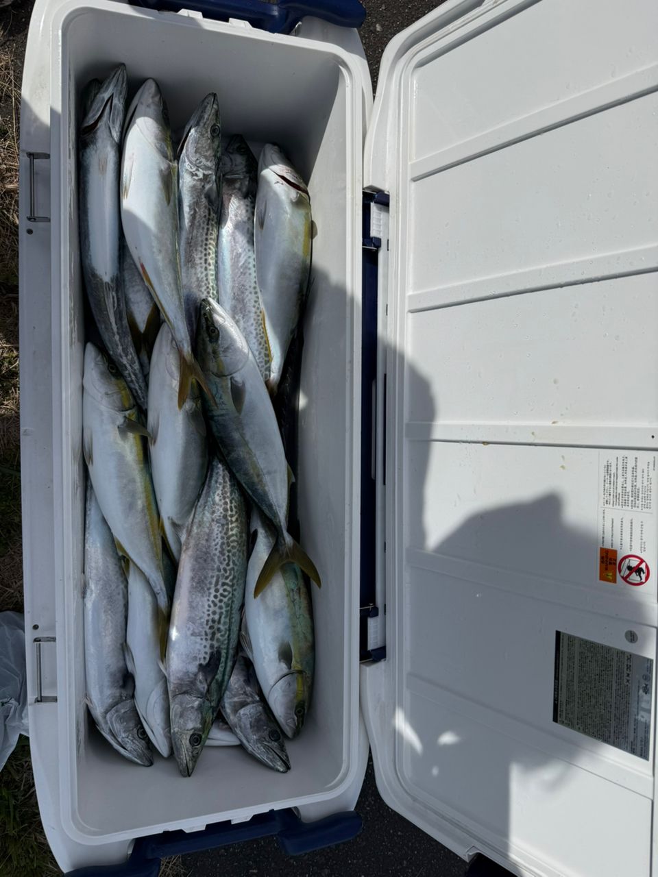 なおてぃんこさんの釣果 2枚目の画像