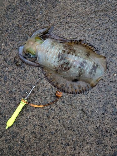 アオリイカの釣果