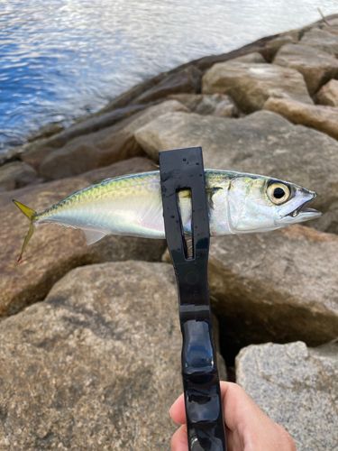 サバの釣果