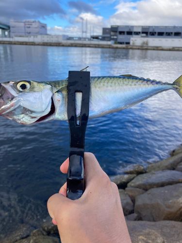 サバの釣果