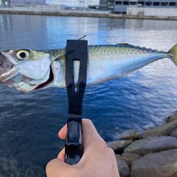 サバ