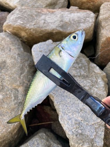 サバの釣果