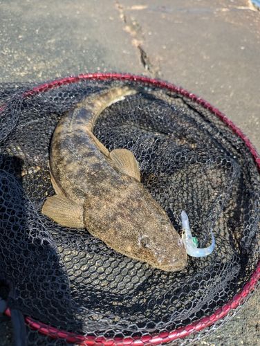 マゴチの釣果