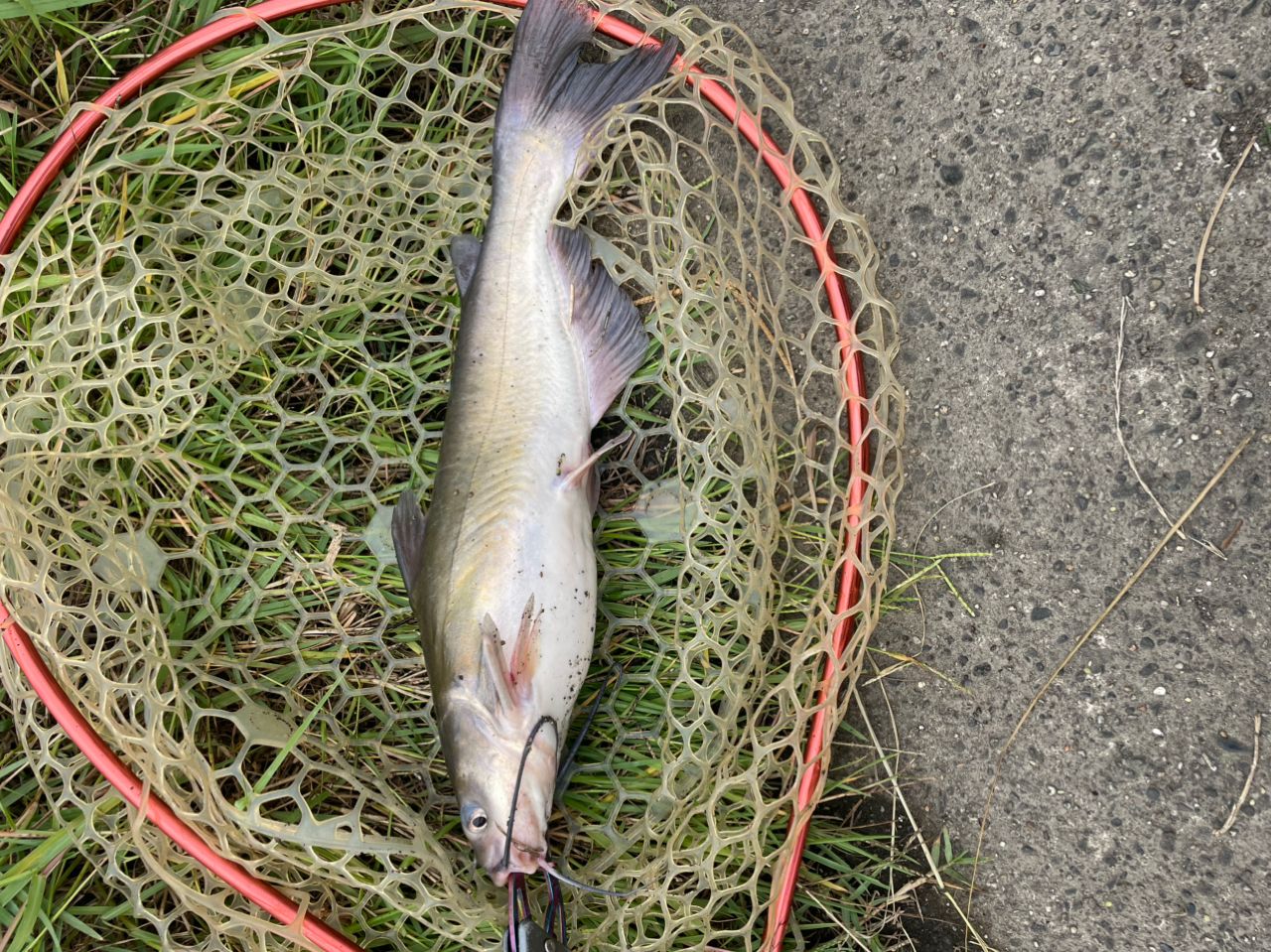 アメリカナマズ