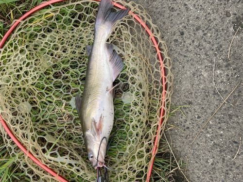 アメリカナマズの釣果