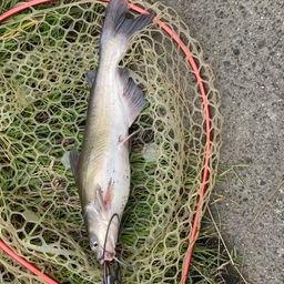 アメリカナマズ