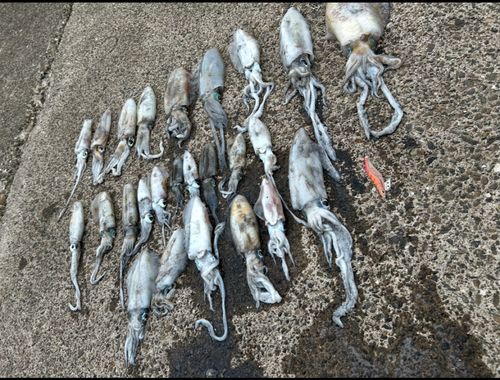 アオリイカの釣果
