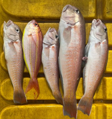 シロアマダイの釣果