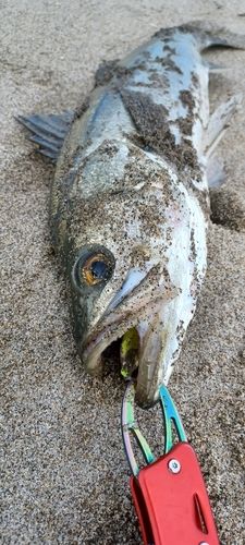 スズキの釣果