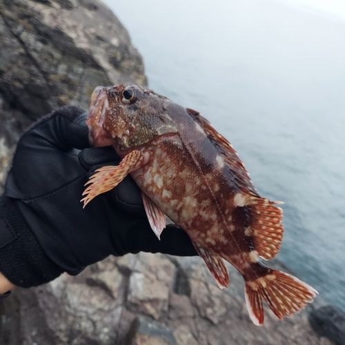カサゴの釣果