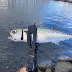 サバ