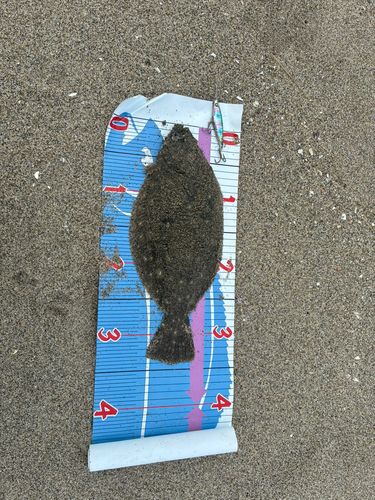 ソゲの釣果