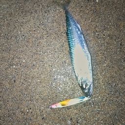 サバ