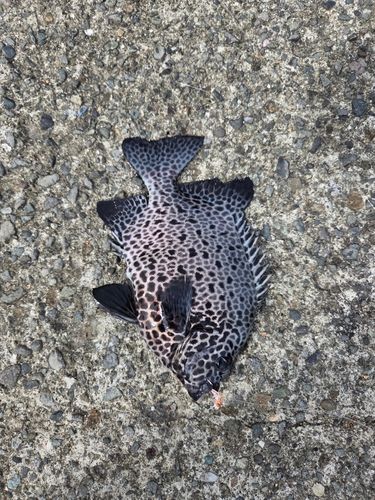 イシガキダイの釣果